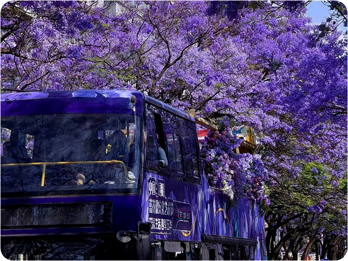 ชมดอกดอกแจ็คกาแรนด้า (Jacaranda) บานสะพรั่งทั่วเมืองคุนหมิง, ดอกศรีตรัง