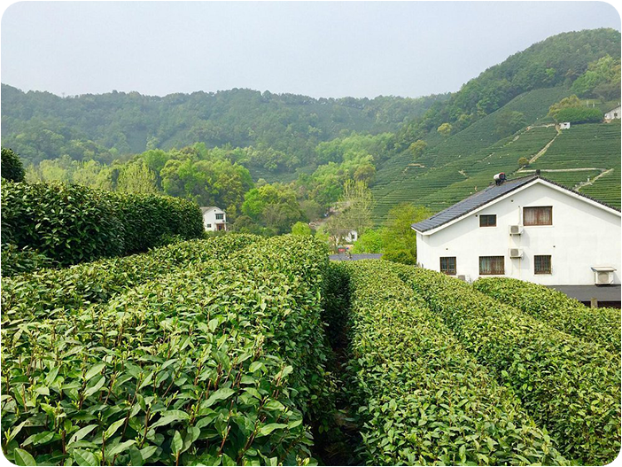 หมู่บ้านชาหลงจิ่ง (Longjing tea fields)