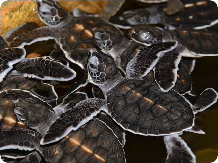 โรงเพาะฟักเต่าที่กอสโคดา (Kosgoda Turtle Hatchery)