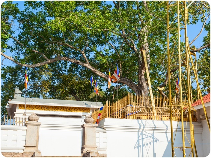 พระศรีมหาโพธิ์ (Jaya Sri Maha Bodhi, Anuradhapura)