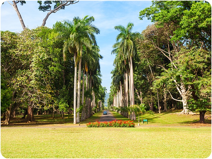 สวนพฤกษชาติเปราดีนิยา (Royal Peradeniya Botanical Garden)