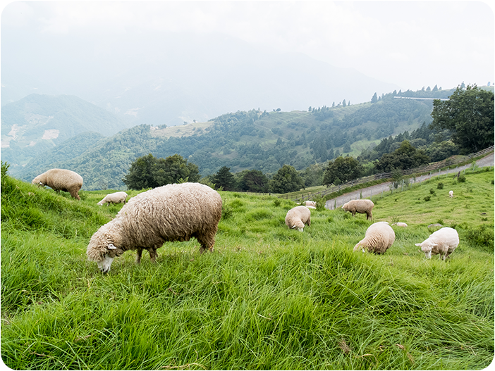 ชิงจิ้งฟาร์ม (Cingjing Sheep Farm) 