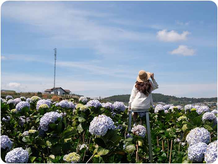 ทุ่งดอกไฮเดรนเยียเมืองดาลัด (Hydrangea Garden Dalat)